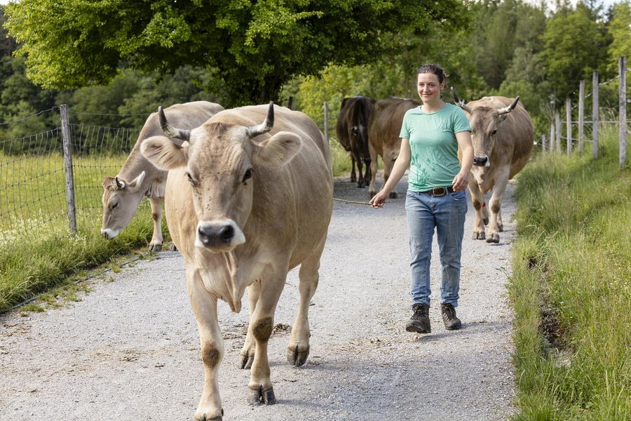 Jeune femme conduisant un troupeau de vaches